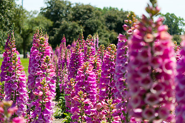 Image showing Lupine Flowers