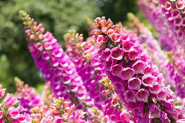 Image showing Pink Lupine Flowers in Bloom