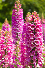 Image showing Lupine Flowers