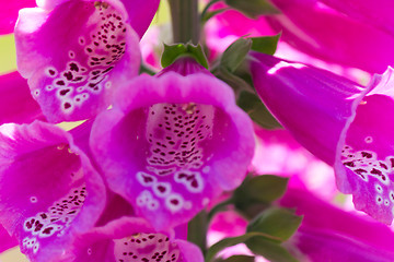 Image showing Close-up of Lupine Flowers