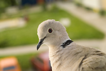 Image showing Pigeon