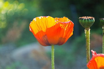 Image showing Poppy Flower in Bloom