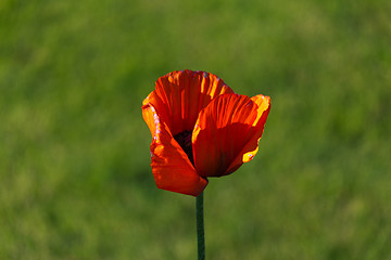 Image showing Poppy Flower in Bloom