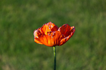 Image showing Poppy Flower in Bloom