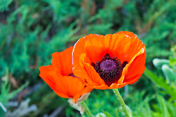 Image showing Poppy Flower in Bloom