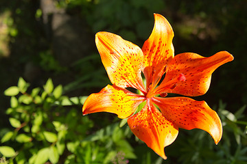 Image showing Orange flower in bloom