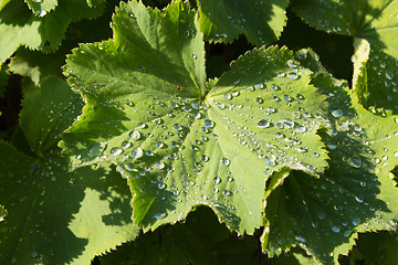 Image showing Water droplets on a leaf