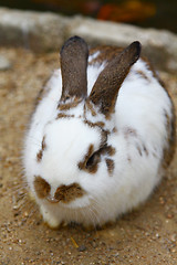 Image showing Rabbit close-up shot