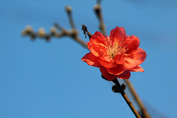 Image showing Cherry blossom in blue sky