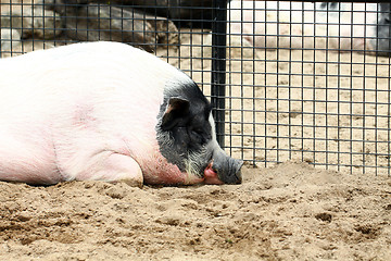 Image showing A sleepy pig