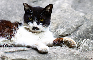 Image showing A cat sitting on rocks