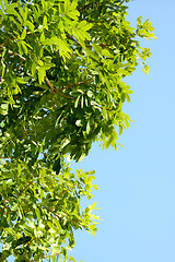 Image showing Green leaves under blue sky background