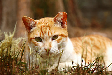 Image showing A cat on grasses