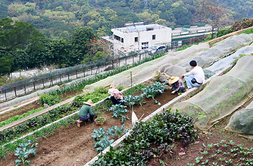 Image showing Farmers collecting crops