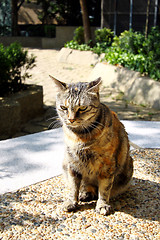 Image showing A cat under sunshine