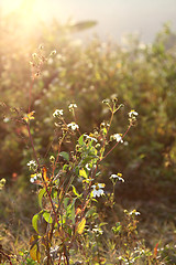 Image showing White flowers and grasses under sunshine