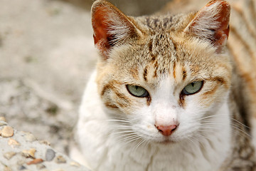 Image showing A cat with sharp eyesight