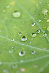 Image showing Water droplet on the leaf