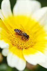 Image showing White flower with bee