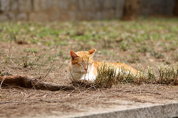 Image showing A sleepy cat on floor