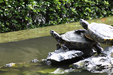 Image showing Turtles on water