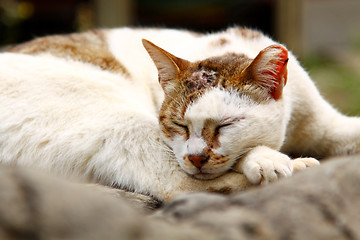 Image showing A sleepy cat on floor