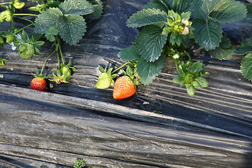 Image showing Strawberries field
