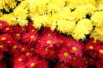 Image showing Chrysanthemum background