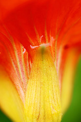 Image showing Orange petals background