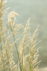 Image showing Yellow grasses