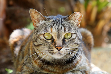 Image showing A cat with sharp eyesight