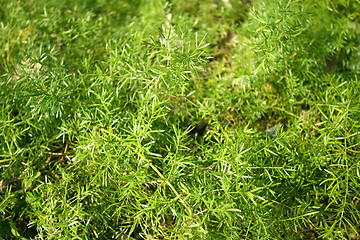 Image showing Green grasses background