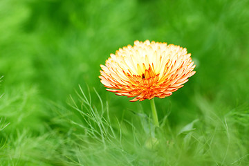 Image showing Orange spring flower