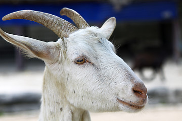 Image showing Goat, close-up.