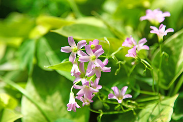 Image showing Purple flowers in grasses