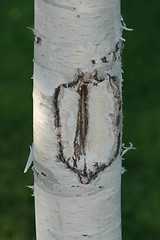 Image showing Birch tree