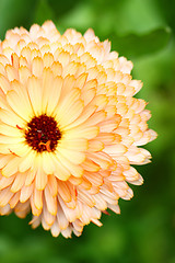 Image showing Orange chrysanthemum close-up