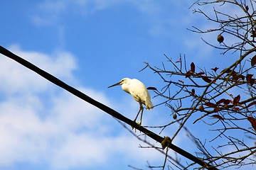 Image showing Bird in blue sky