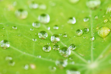 Image showing Water droplet on the leaf