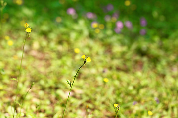 Image showing Yellow flowers background