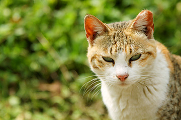 Image showing A cat looking