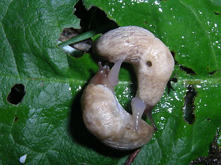 Image showing Snails 24.06.2005
