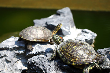 Image showing Turtles on stones