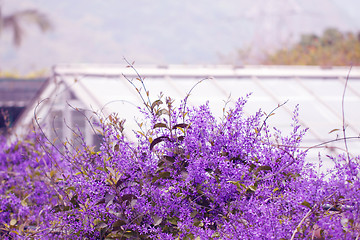 Image showing Purple flowers and houses