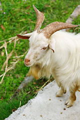 Image showing Goat on grasses