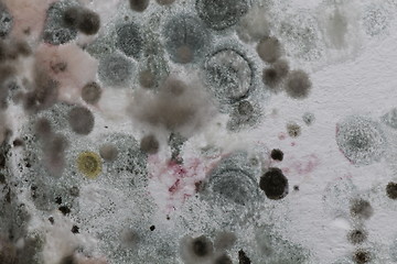 Image showing Patches of mould and mildew