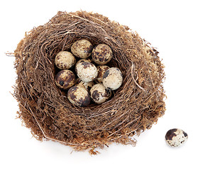 Image showing Quail Eggs