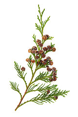 Image showing Cedar Leaves