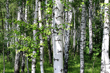 Image showing Beautiful birch trees