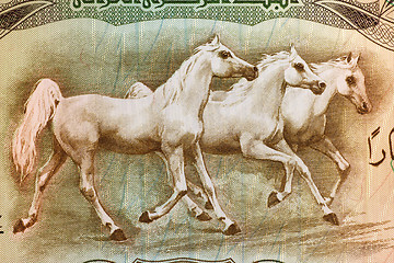 Image showing Arabian Horses